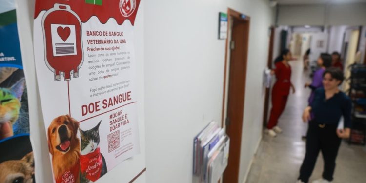 Falta de pets doadores de sangue deixa gatos e cães em risco no DF