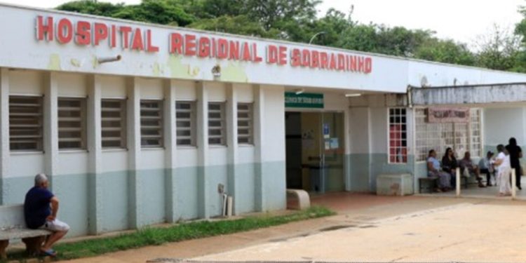Escorpiões: ataques explodem no DF e animais aparecem até em hospital