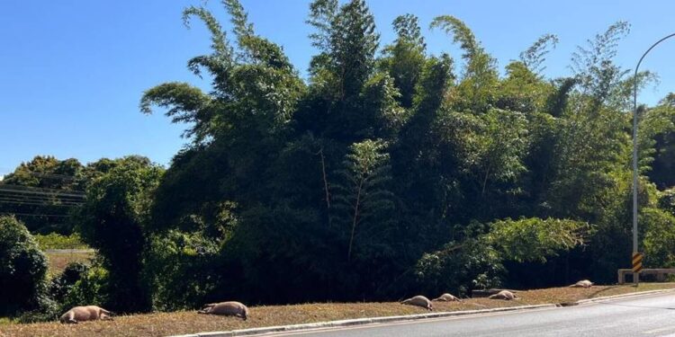 Motorista confessa que atropelou capivaras no Lago Sul e diz que retirou animais da pista