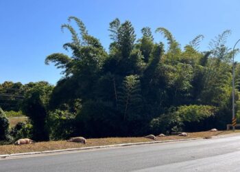 Polícia investiga se nove capivaras encontradas mortas no Lago Sul foram atropeladas