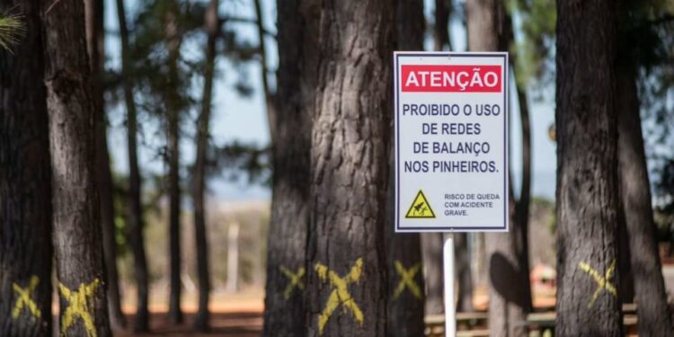 Sem pinheiros, área do Parque da Cidade ficará sem sombra por 10 anos