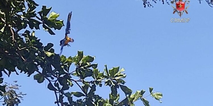 Vídeo. Arara fica presa em fio de nylon e é resgatada pelos bombeiros
