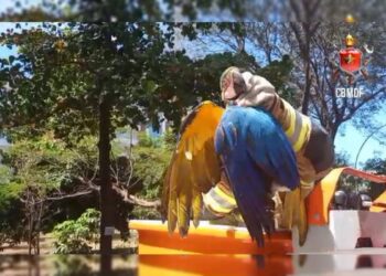 Caçamba atinge fios, e poste de energia cai sobre caminhão no DF. Vídeo