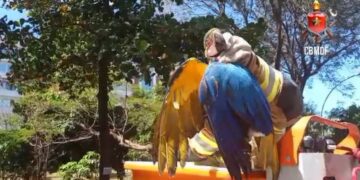 Caçamba atinge fios, e poste de energia cai sobre caminhão no DF. Vídeo