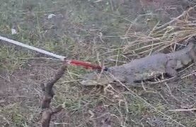 Vídeo. Jacaré é resgatado em rua perto de condomínio de luxo no Lago Sul