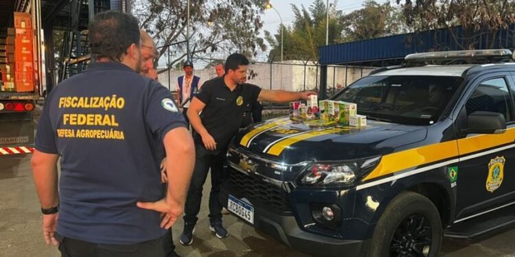 Vídeo: PRF apreende mais de 8 mil medicamentos sem registro na Anvisa