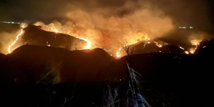 Vídeo: filhote de veado perdido em rua do DF é resgatado pela PM