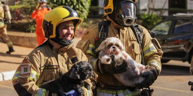 Bombeiros resgatam cães de prédio em chamas na Asa Sul; veja imagens