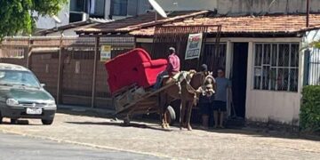 Cavalos vítimas de maus-tratos levam chicotadas e puxam carroças no DF. Vídeo