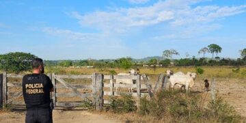 PF investiga servidores que transferiram ilegalmente terras da floresta amazônica