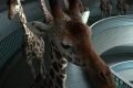 PCDF cria primeira delegacia de proteção animal do Brasil