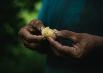 Mesmo ameaçados pelo agronegócio, agricultores criam oásis agroflorestal no Pará