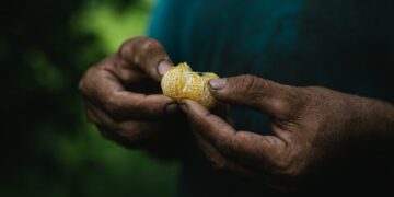 Mesmo ameaçados pelo agronegócio, agricultores criam oásis agroflorestal no Pará