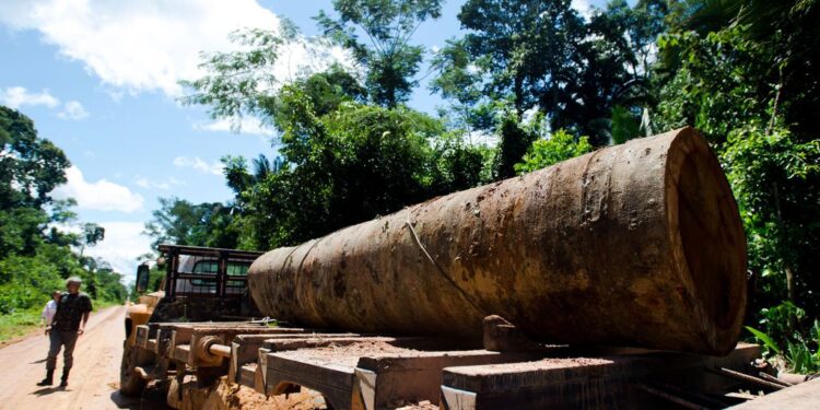 O “abraço da morte” que ameaça grupo de indígenas isolados em Mato Grosso