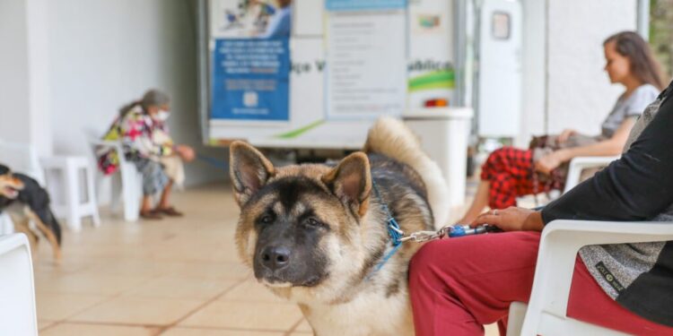 Castração de cães gratuita: cadastro presencial começa nesta 2ª (18/9)