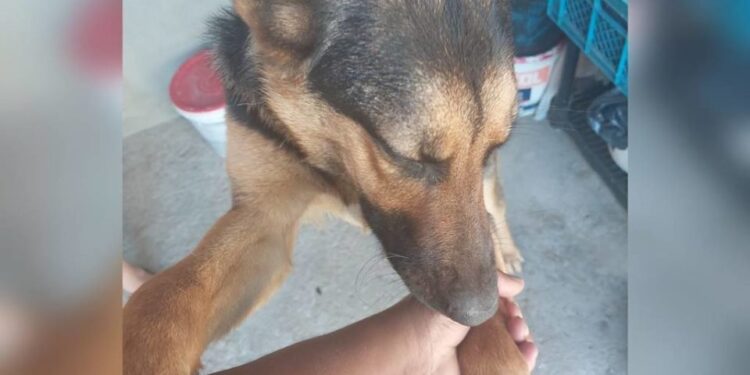 Após 6 dias longe de casa, cadela Guerreira é encontrada no DF