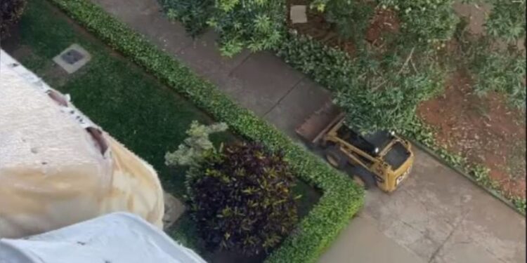 Trator invade calçada e danifica plantas e passeio na Asa Norte. Vídeo
