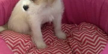 Vídeo: mulher trans é agredida por motorista em estação do BRT no DF