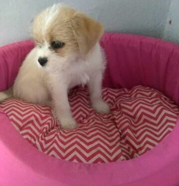 Vídeo: mulher trans é agredida por motorista em estação do BRT no DF