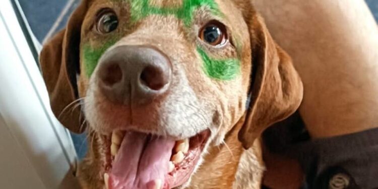 Vídeo mostra exato momento em que pit-bull solto ataca cachorros no DF