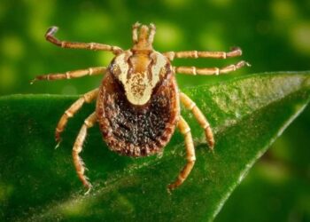 Centro de diabetes e hipertensão no DF amplia horário de funcionamento