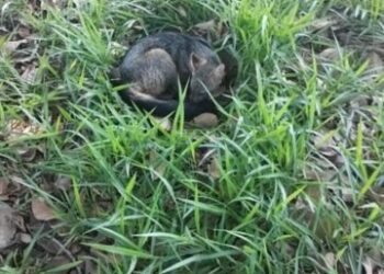 Vídeo: cachorro-do-mato é capturado pela PM Ambiental no Catetinho