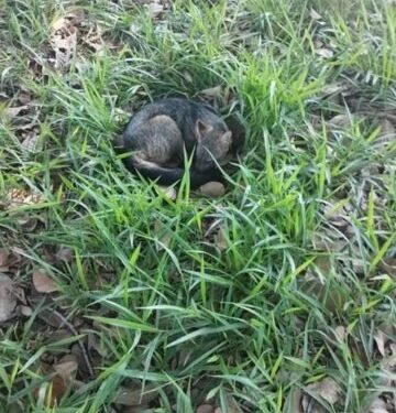 Vídeo: cachorro-do-mato é capturado pela PM Ambiental no Catetinho