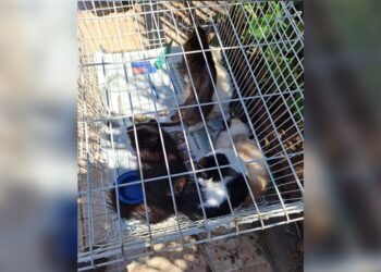 Vídeo: “acumuladora de gatos” mantinha animais em condições precárias