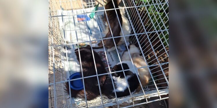 Vídeo: “acumuladora de gatos” mantinha animais em condições precárias