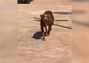 Vídeo: homem cria 5 pit-bulls soltos em condomínio e assusta moradores