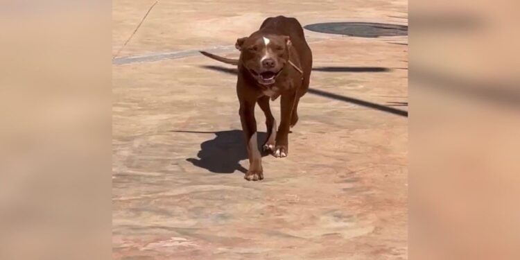 Vídeo: homem cria 5 pit-bulls soltos em condomínio e assusta moradores