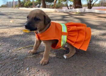 Em busca de um lar, cachorros “posam” como garis em projeto da SLU