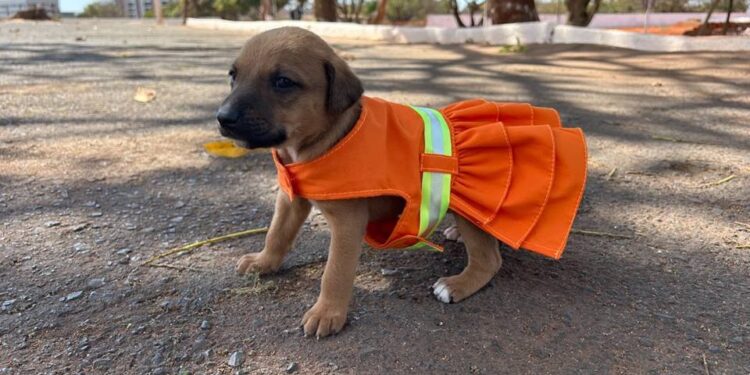 Em busca de um lar, cachorros “posam” como garis em projeto da SLU