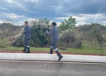 Veja: cobra é encontrada nas proximidades de shopping no DF