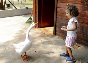 Cadê o Bené? Ganso pai some e deixa filhote só no Parque da Cidade