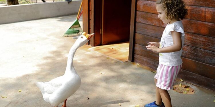 Cadê o Bené? Ganso pai some e deixa filhote só no Parque da Cidade