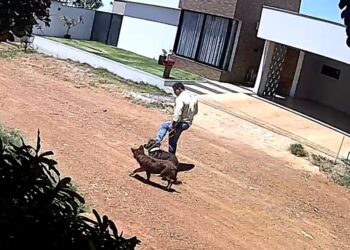 Vídeo: veterinário é flagrado chutando cão durante adestramento no DF