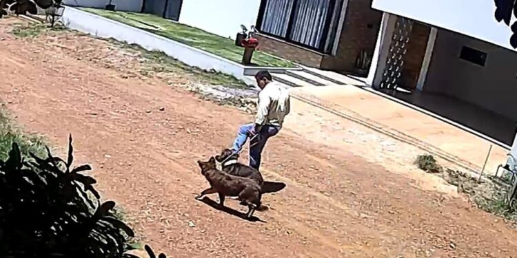 Vídeo: veterinário é flagrado chutando cão durante adestramento no DF