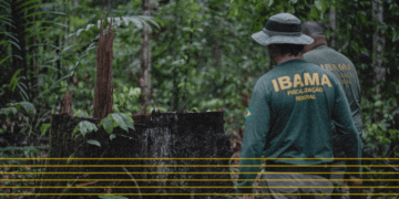 Desmatamento da Amazônia cai 22% sob Lula, menor valor desde 2018