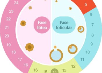 Ciclo menstrual: saiba como hormônios podem influenciar comportamento