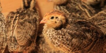 Sistema imunológico é ativado só de ver alguém doente, diz estudo