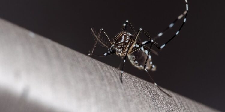 Cientistas descobrem 3 fungos da Amazônia capazes de derrotar o Aedes