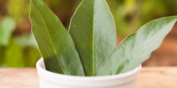 Ora-pro-nóbis: conheça os benefícios nutricionais além das proteínas