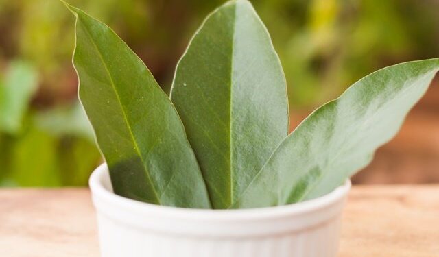 Ora-pro-nóbis: conheça os benefícios nutricionais além das proteínas