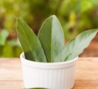 Ora-pro-nóbis: saiba como cultivar em casa planta proteica