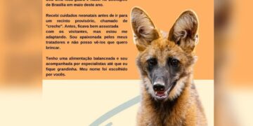 Zoo de Brasília faz votação para eleger mascote. Veja como participar