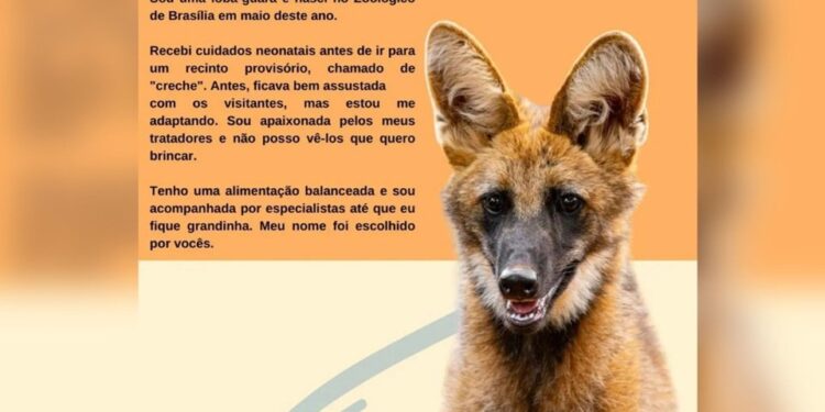 Zoo de Brasília faz votação para eleger mascote. Veja como participar