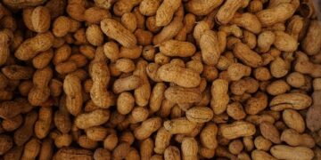 Confira as 6 nozes mais ricas em proteínas para colocar na dieta