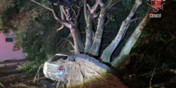 Chuvas intensas provocam quedas de árvores e danificam carros no DF