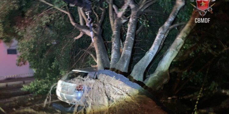 Chuvas intensas provocam quedas de árvores e danificam carros no DF